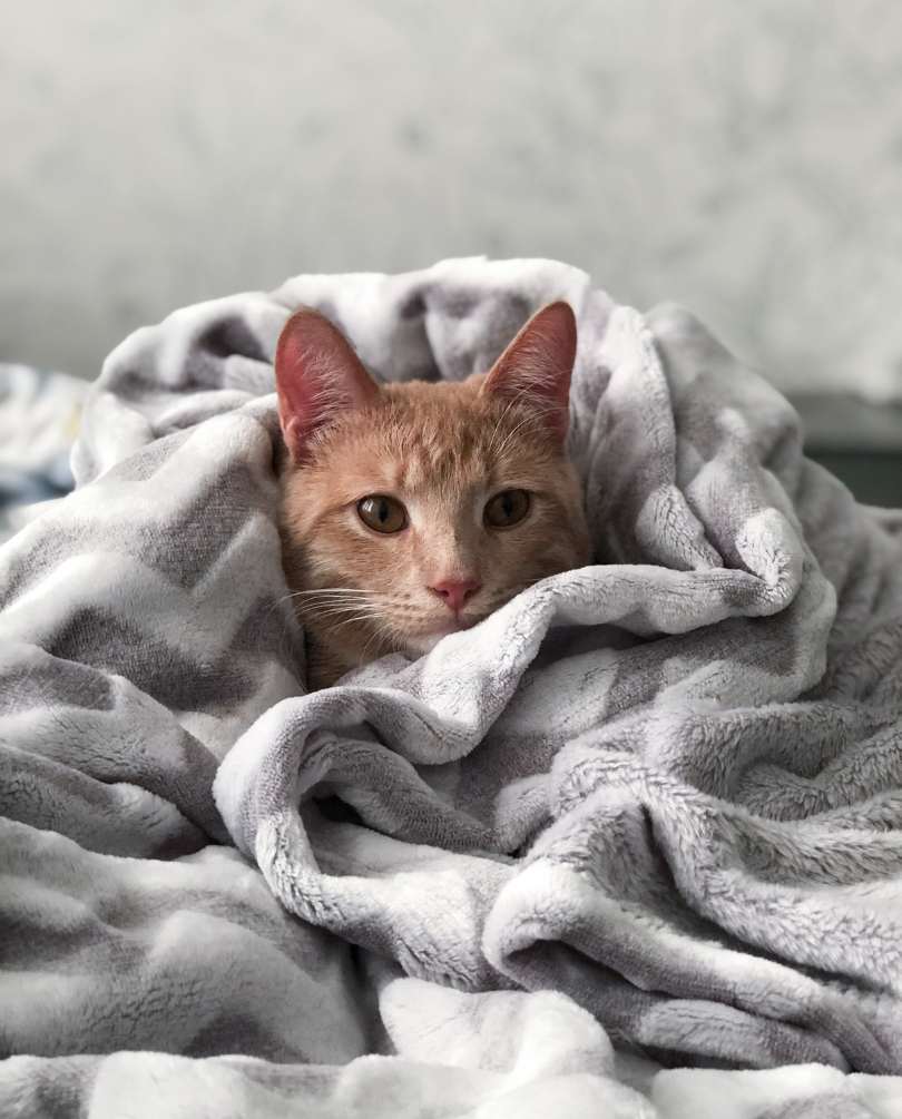 Motivationstrainerin Katze